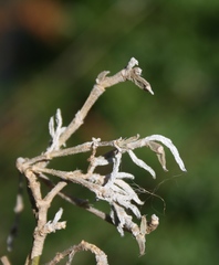 Trichodiadema strumosum