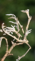 Trichodiadema strumosum