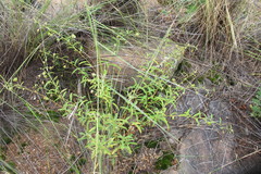 Hermannia boraginiflora
