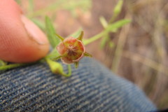 Hermannia boraginiflora