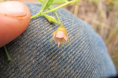 Hermannia boraginiflora