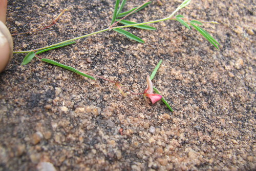 Image of Indigofera filipes by (c) James Deacon, some rights reserved (CC BY-SA)