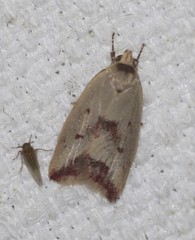 Ageletha elaeodes