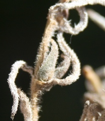 Trichodiadema strumosum