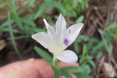 Barleria pretoriensis