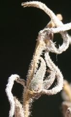 Trichodiadema strumosum