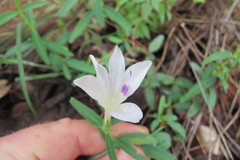 Barleria pretoriensis