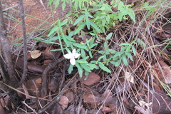 Barleria pretoriensis