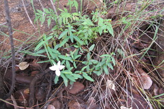 Barleria pretoriensis