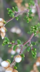 Cryptandra propinqua