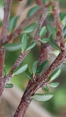Cryptandra propinqua
