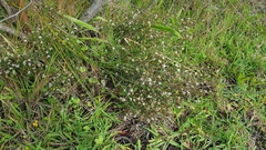 Cryptandra propinqua