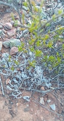 Trichodiadema strumosum