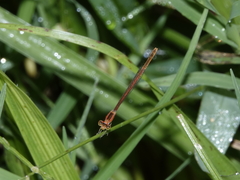 Agriocnemis argentea