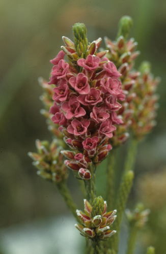 Image of Audouinia capitata by (c) Tom Lloyd Evans, some rights reserved (CC BY-SA)