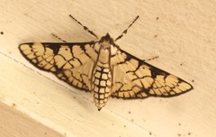Aphytoceros lucusalis