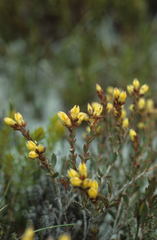 Stylapterus fruticulosus