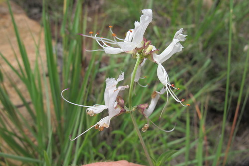 Waterberg Basil (Ocimum waterbergense)