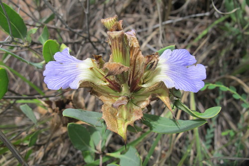 Image of Blepharis breijeri by (c) James Deacon, some rights reserved (CC BY-SA)