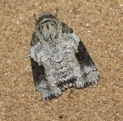 Blenina lichenopa