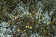 Stylapterus fruticulosus