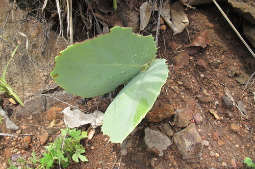 Image of Cyphostemma oleraceum by (c) James Deacon, some rights reserved (CC BY-SA)