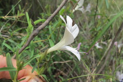Barleria pretoriensis