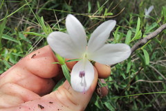 Barleria pretoriensis