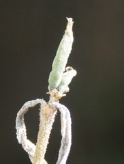 Trichodiadema strumosum