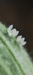 Illeis galbula