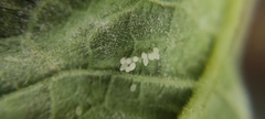 Illeis galbula