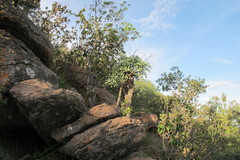 Cussonia transvaalensis