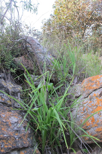 Chlorophytum bowkeri (Chlorophytum bowkeri)