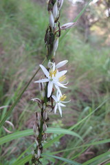 Chlorophytum bowkeri