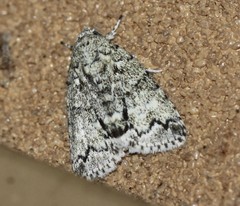 Blenina lichenopa