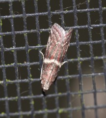 Cryptoblabes plagioleuca