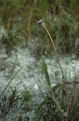 Othonna digitata