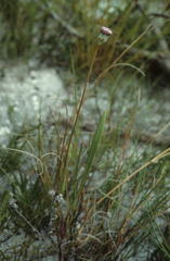 Othonna digitata