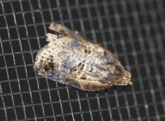 Cryptoptila crypsilopha