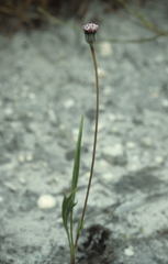 Othonna digitata