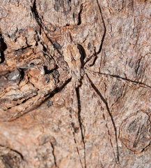 Tamopsis fickerti