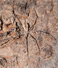 Tamopsis fickerti