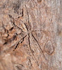 Tamopsis fickerti