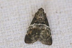 Orthaga atribasalis