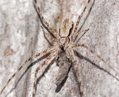 Tamopsis fickerti