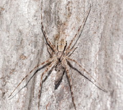 Tamopsis fickerti