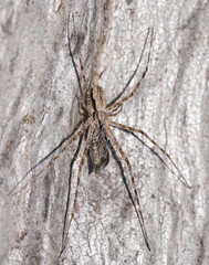 Tamopsis fickerti