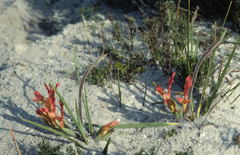 Babiana ringens australis