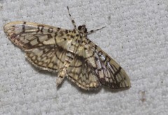 Haritalodes obliqualis