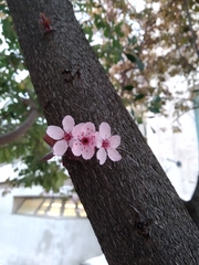 Prunus